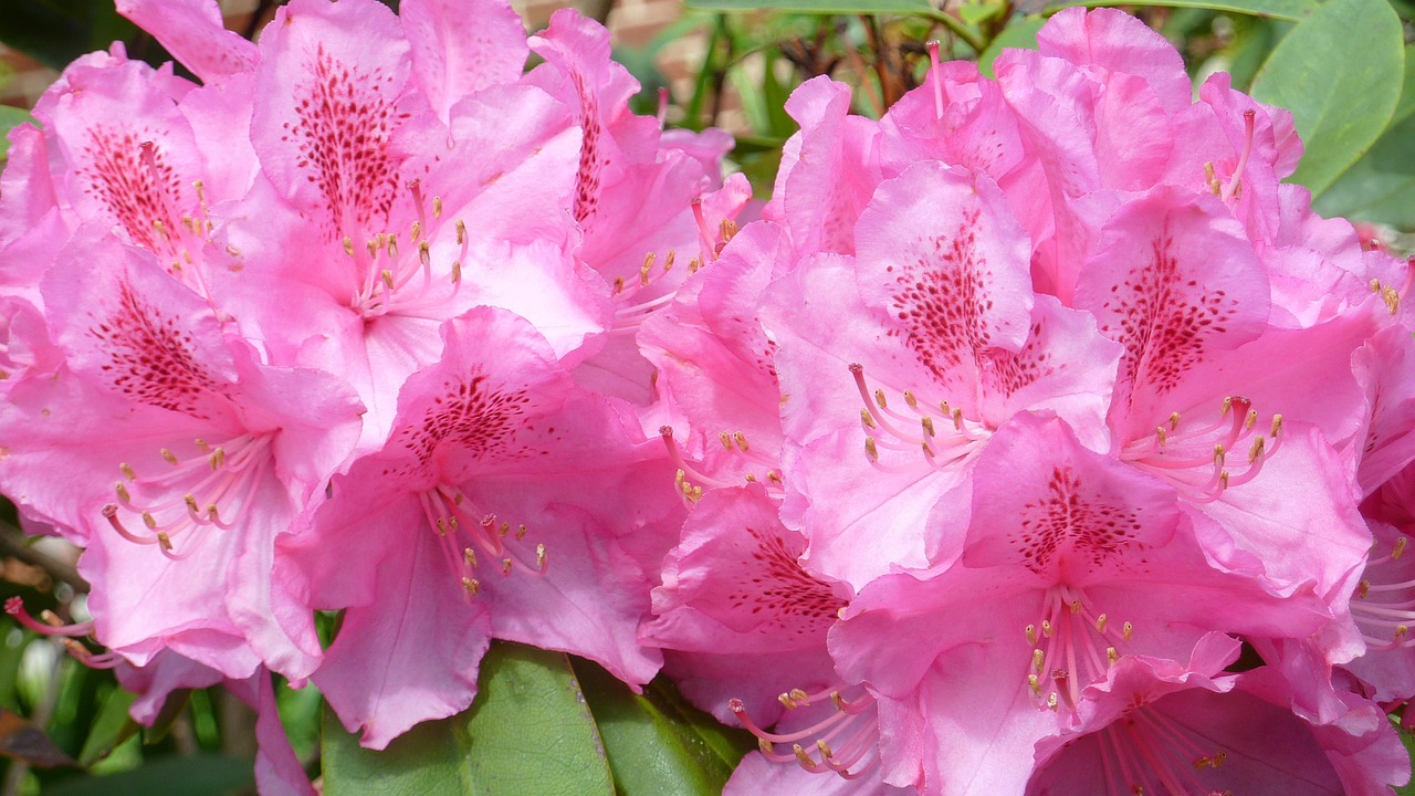 rhododendron nature flowers free photo