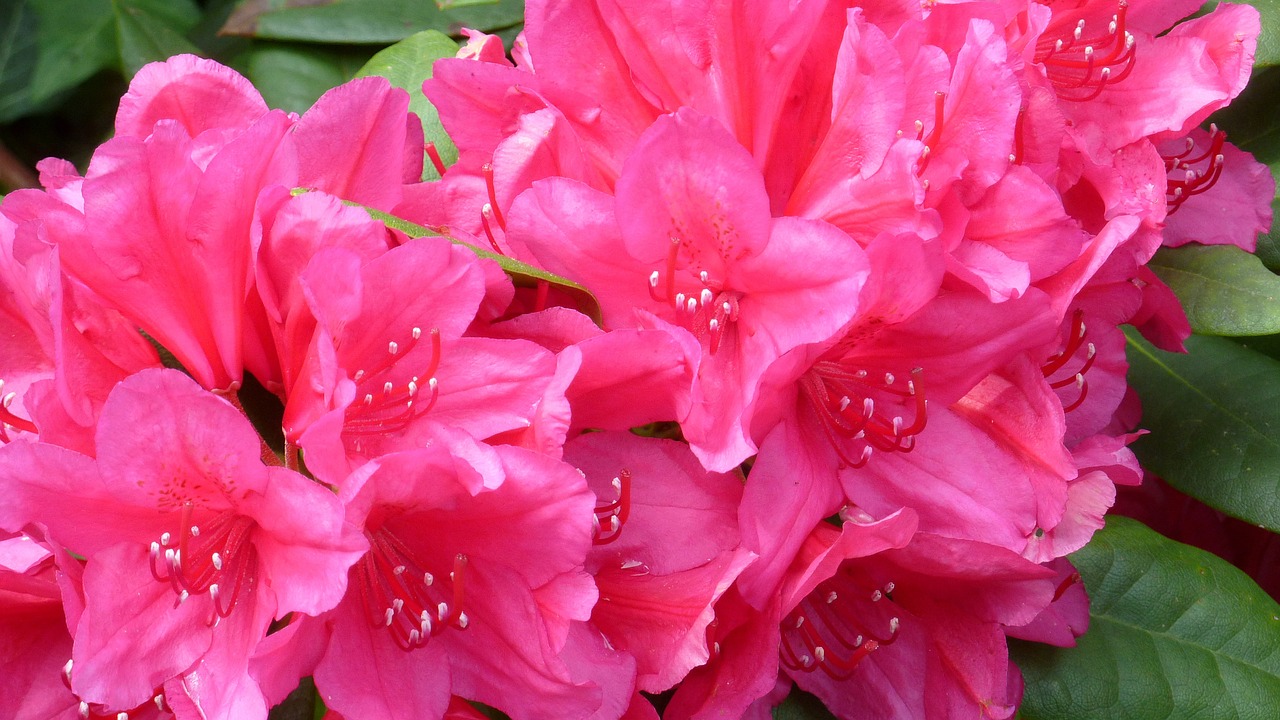 rhododendron nature flowers free photo