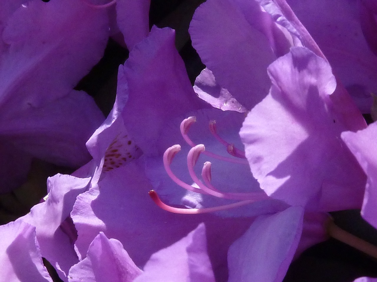 rhododendron blossom bloom free photo