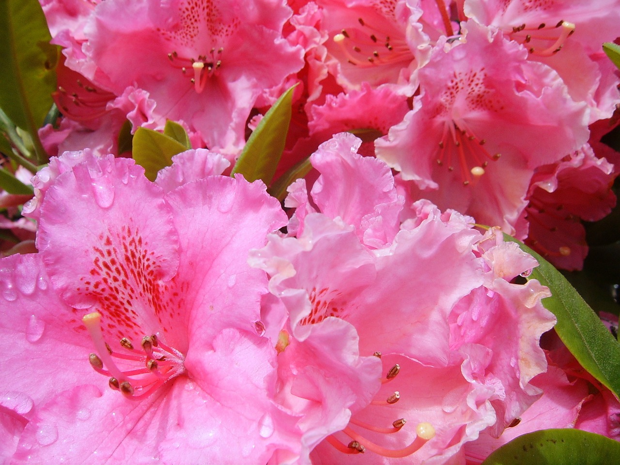 rhododendron flowers morning free photo