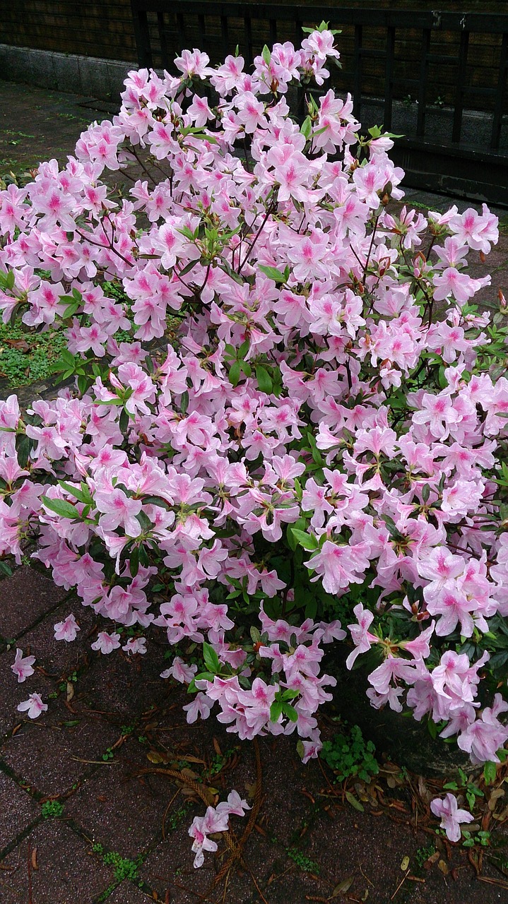 rhododendron gardening spring free photo