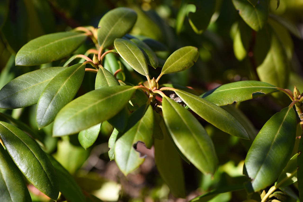 rhododendron plant nature free photo