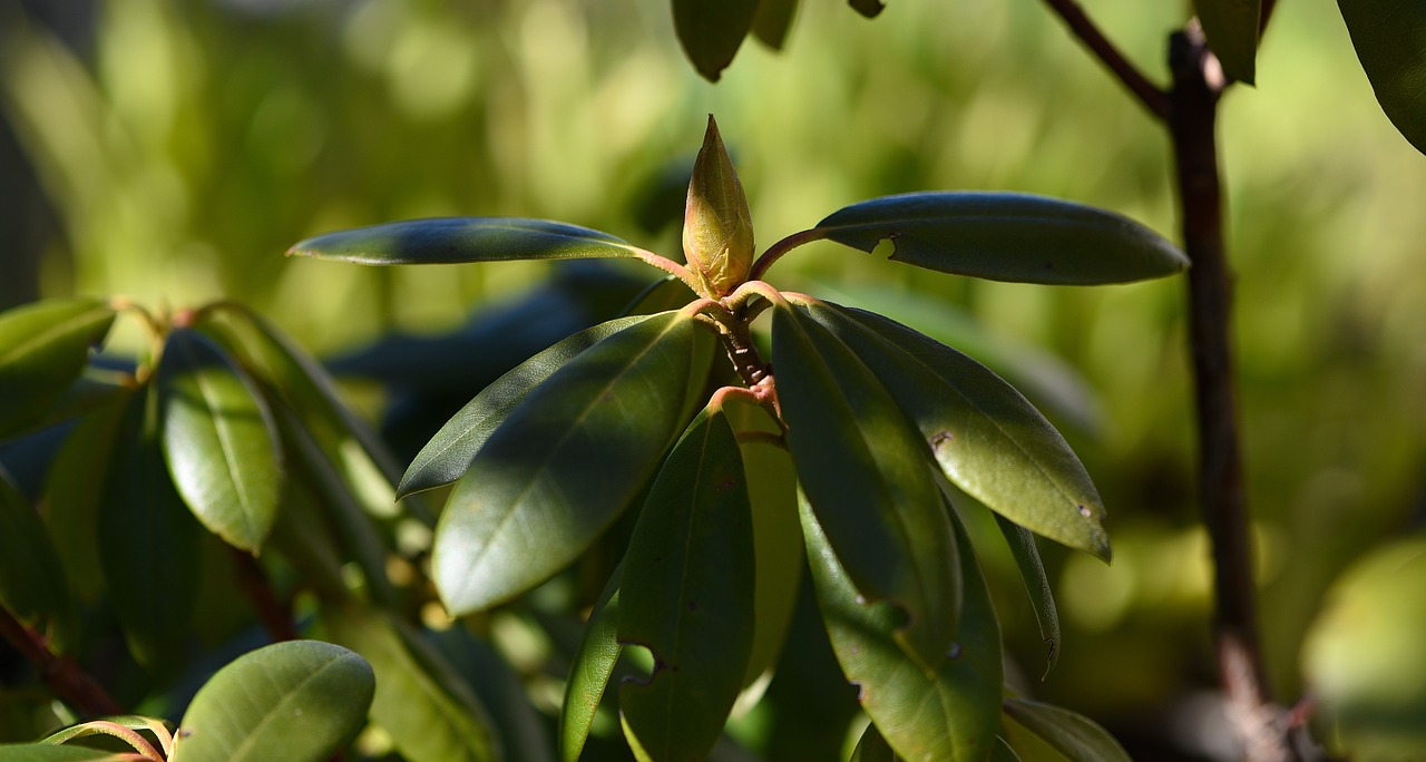 rhododendron plant green free photo