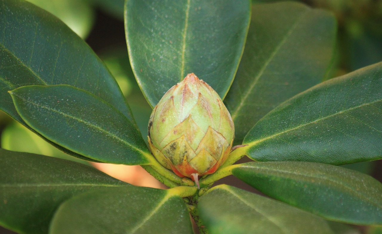 rhododendron bud plant free photo
