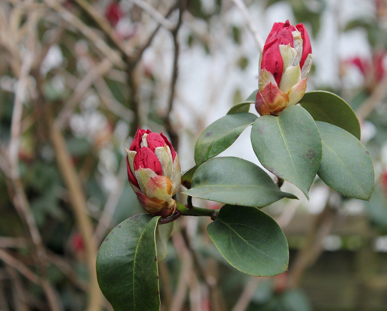rhododendron garden plant flower free photo