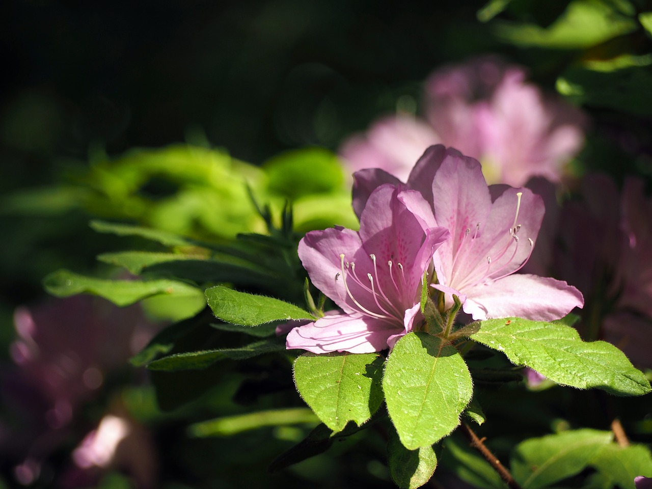 rhododendron flowers plant free photo