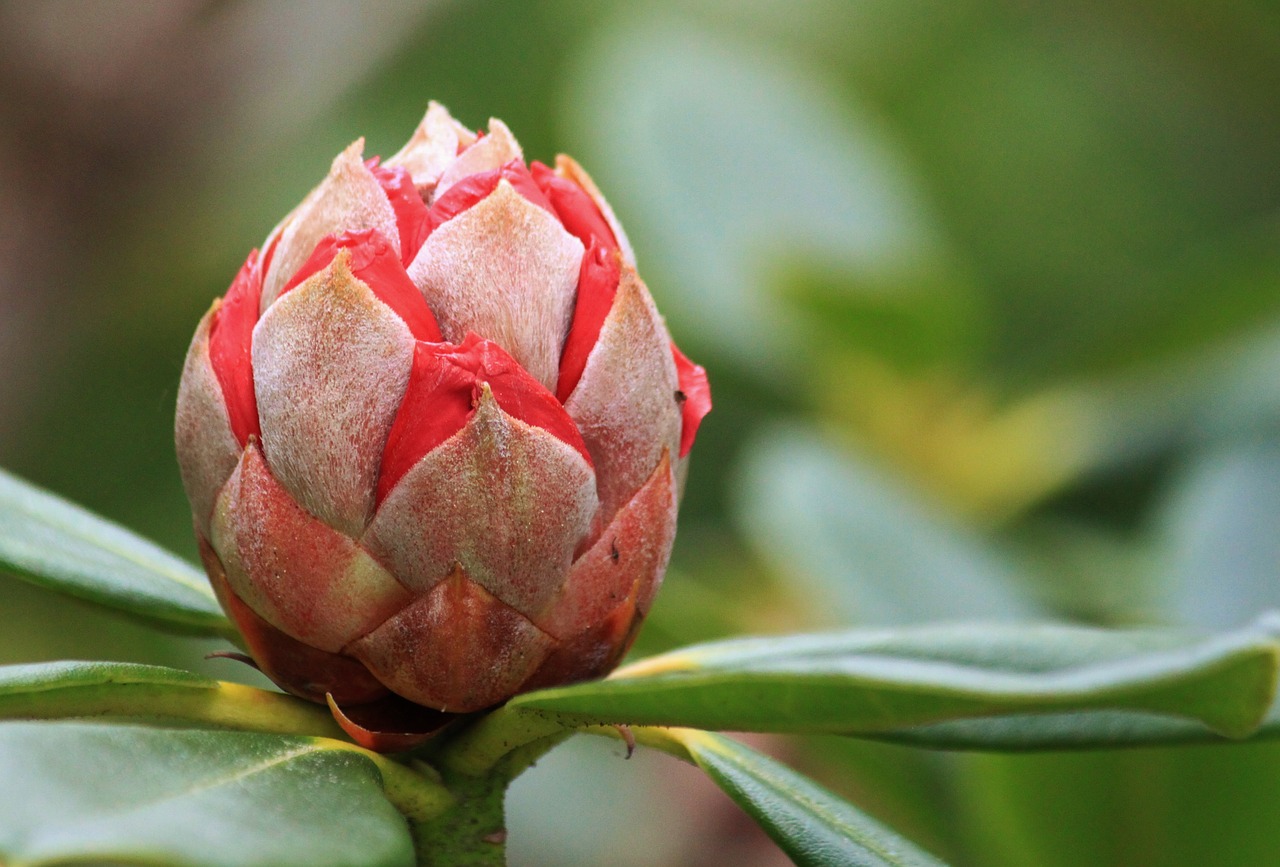 rhododendron bud blossom free photo