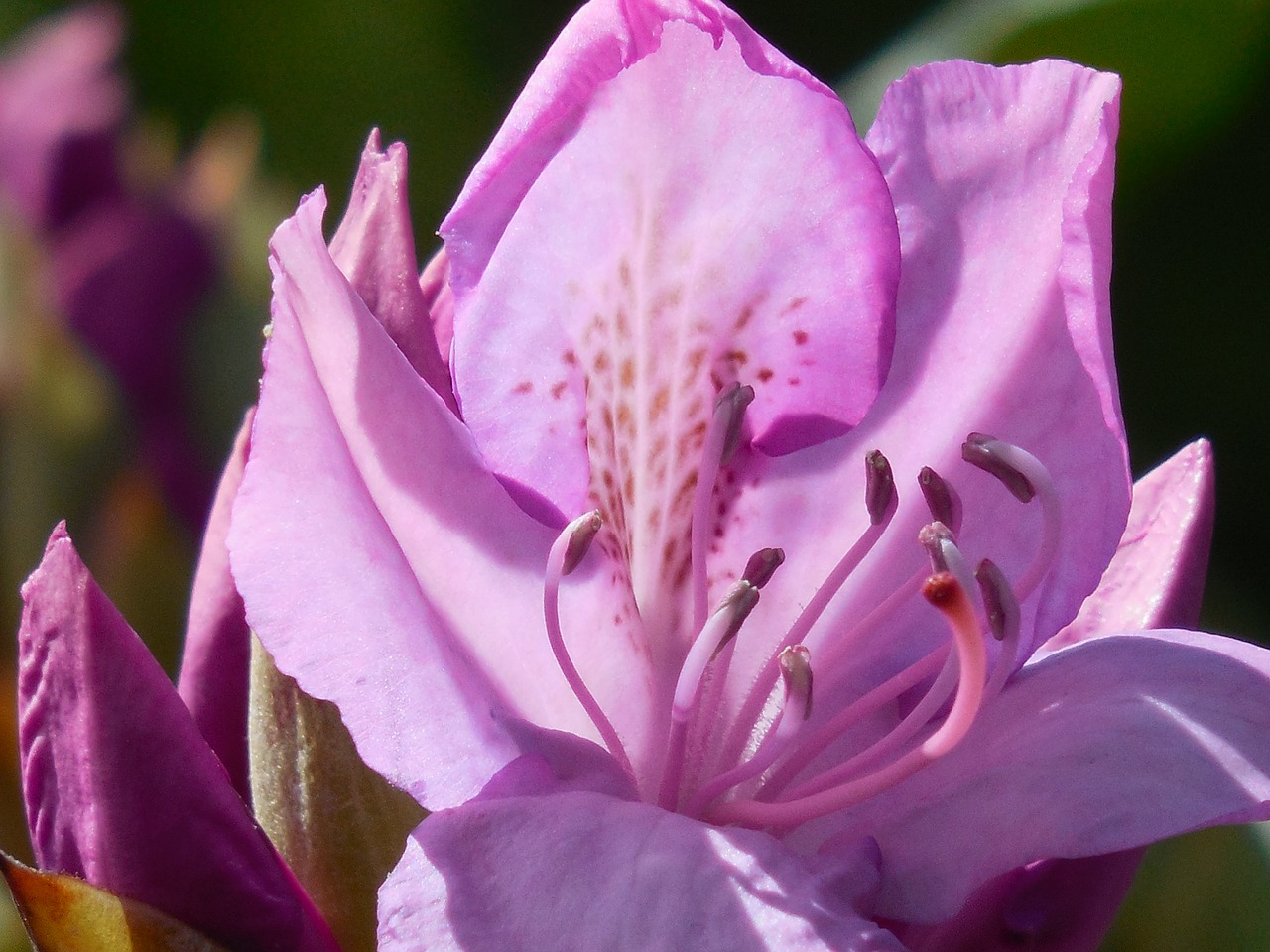 rhododendron bloom spring free photo