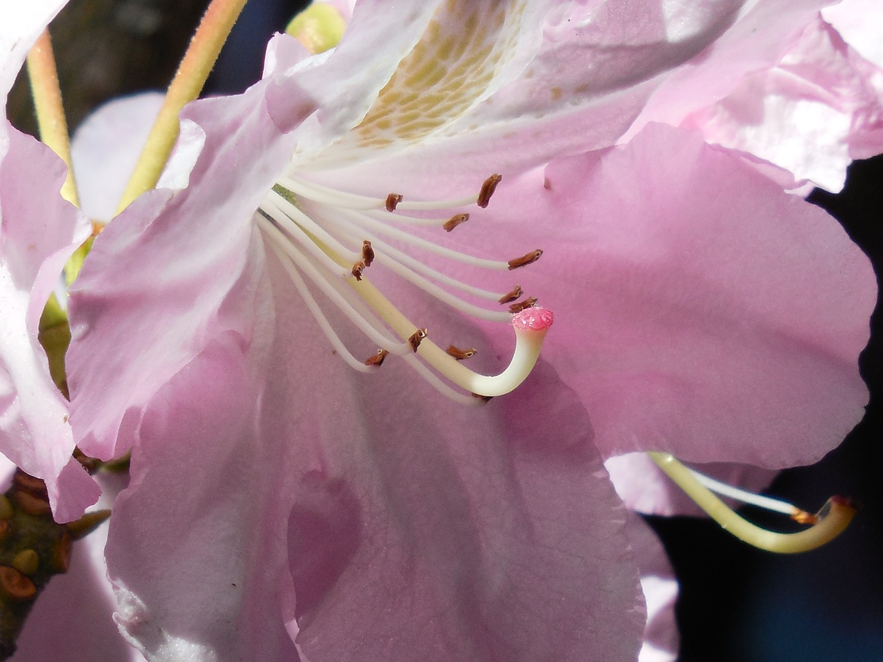 rhododendron bloom spring free photo