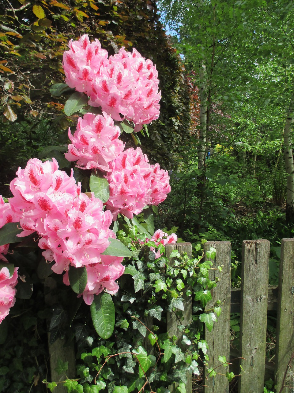 rhododendron paling spring free photo