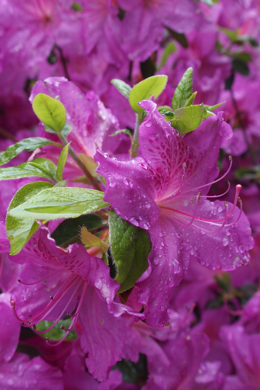 rhododendron pink flower free photo