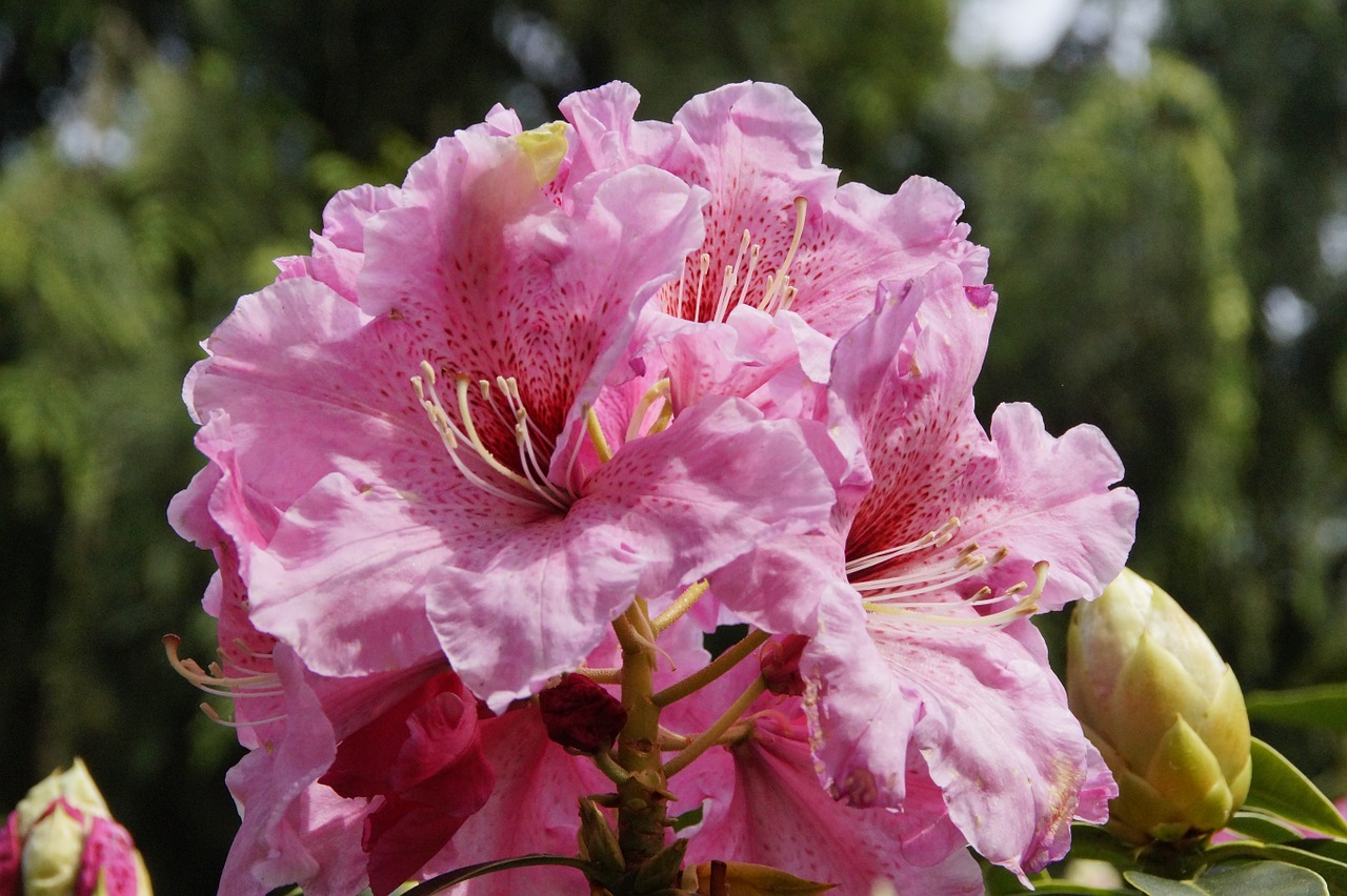 rhododendron pink flowers free photo