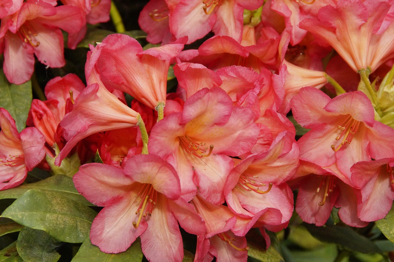 rhododendron pink flowers free photo