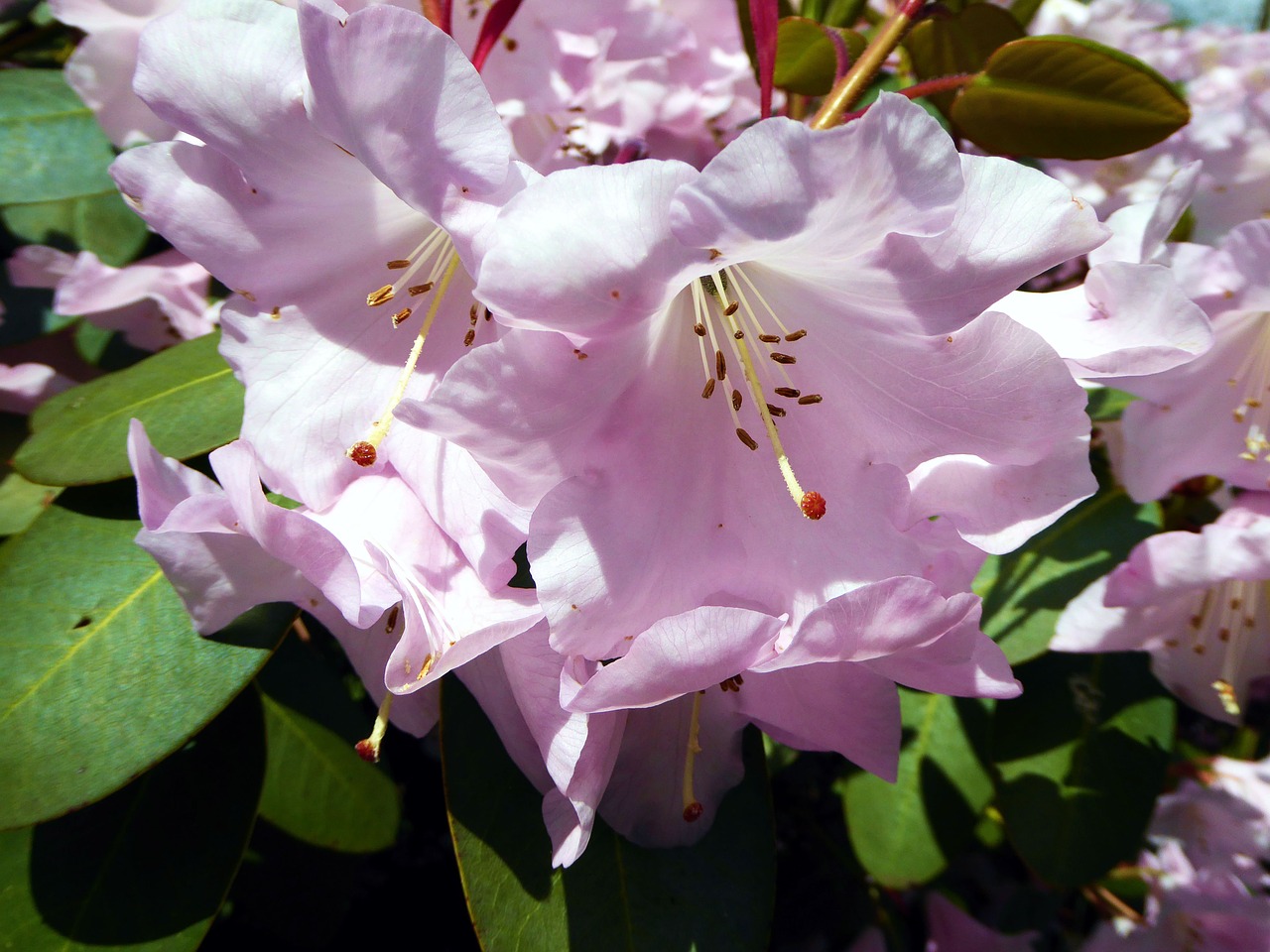 rhododendron flourished pink free photo