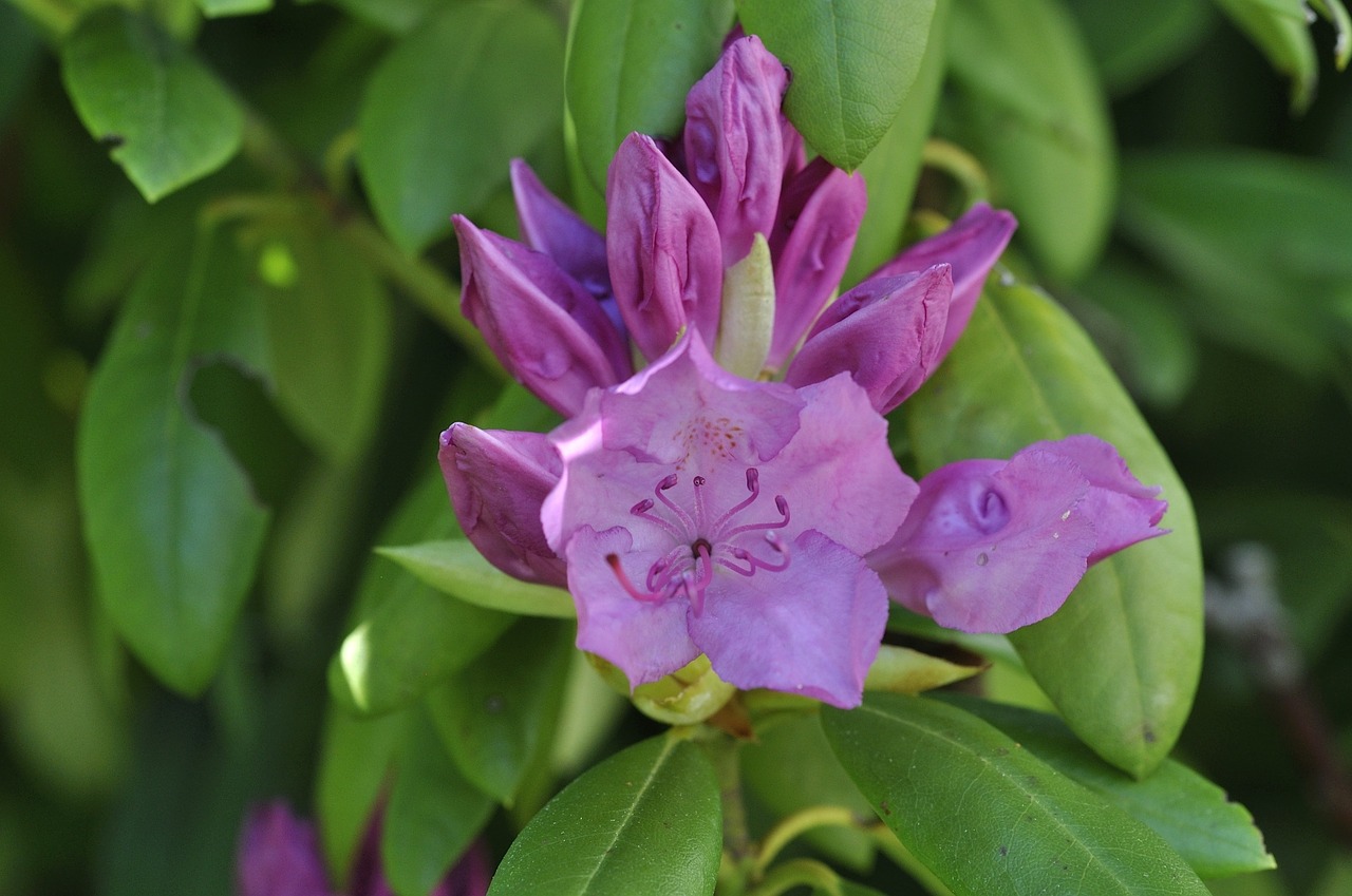 rhododendron plant garden free photo