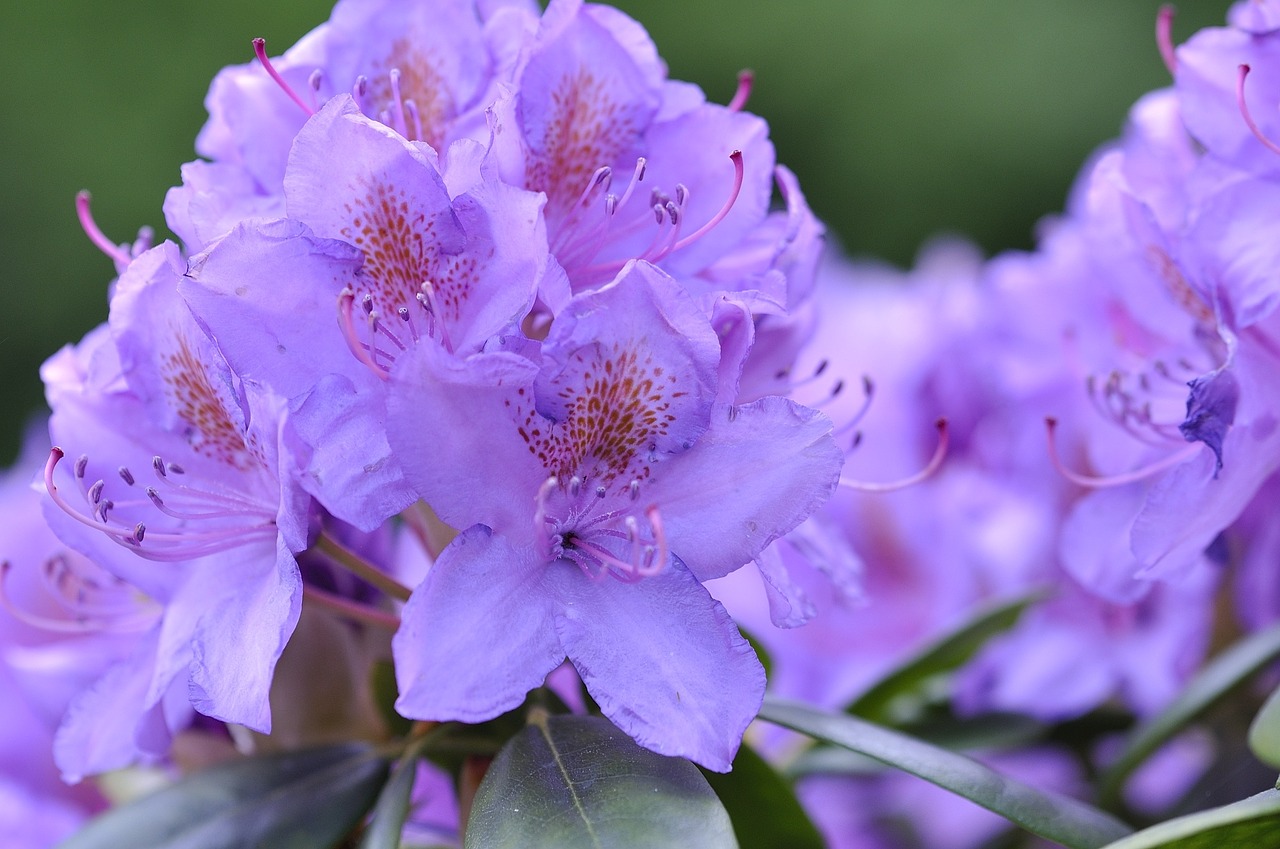 rhododendron plant flowers free photo