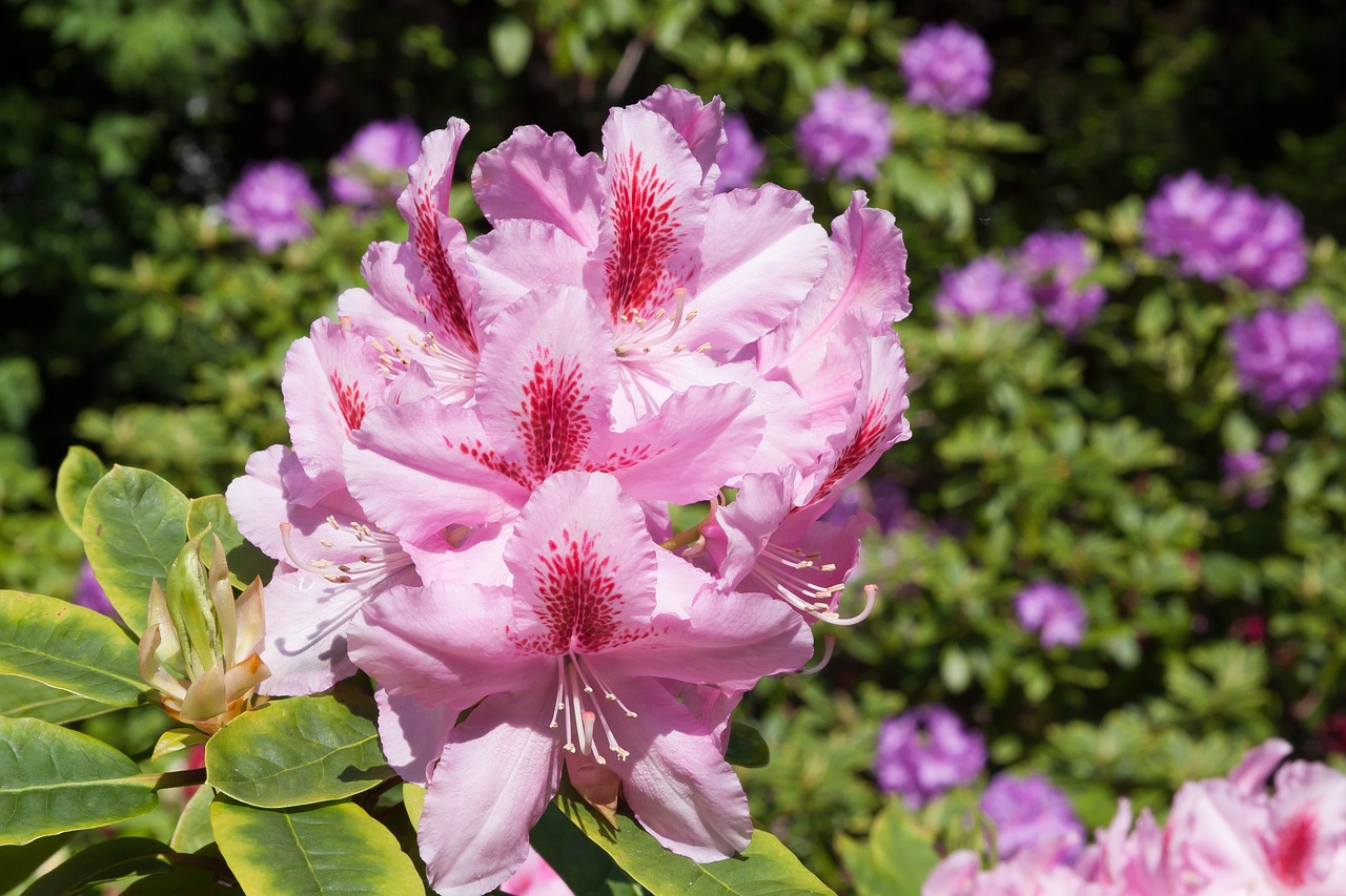 rhododendron blossom bloom free photo