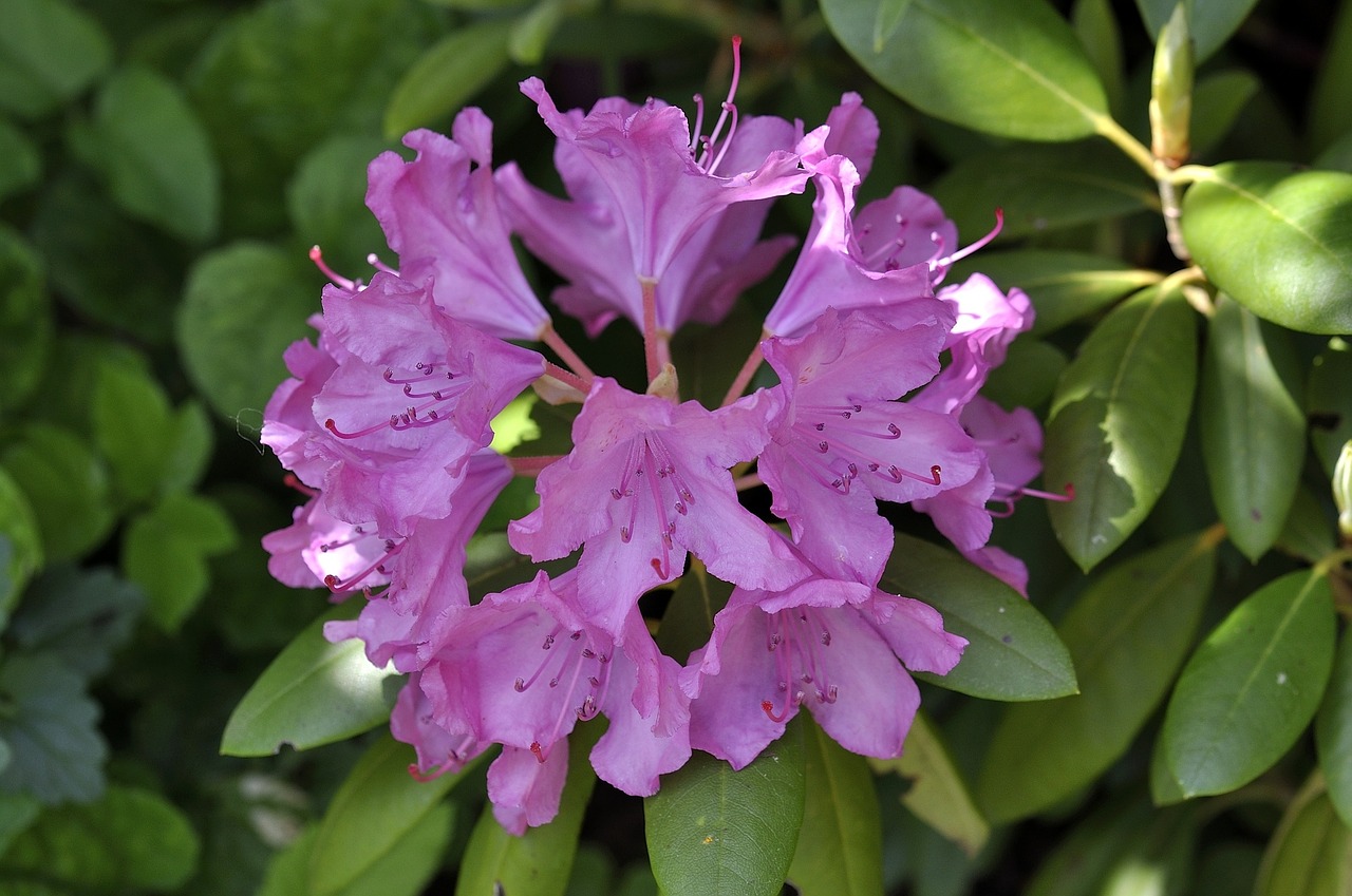 rhododendron plant blossom free photo