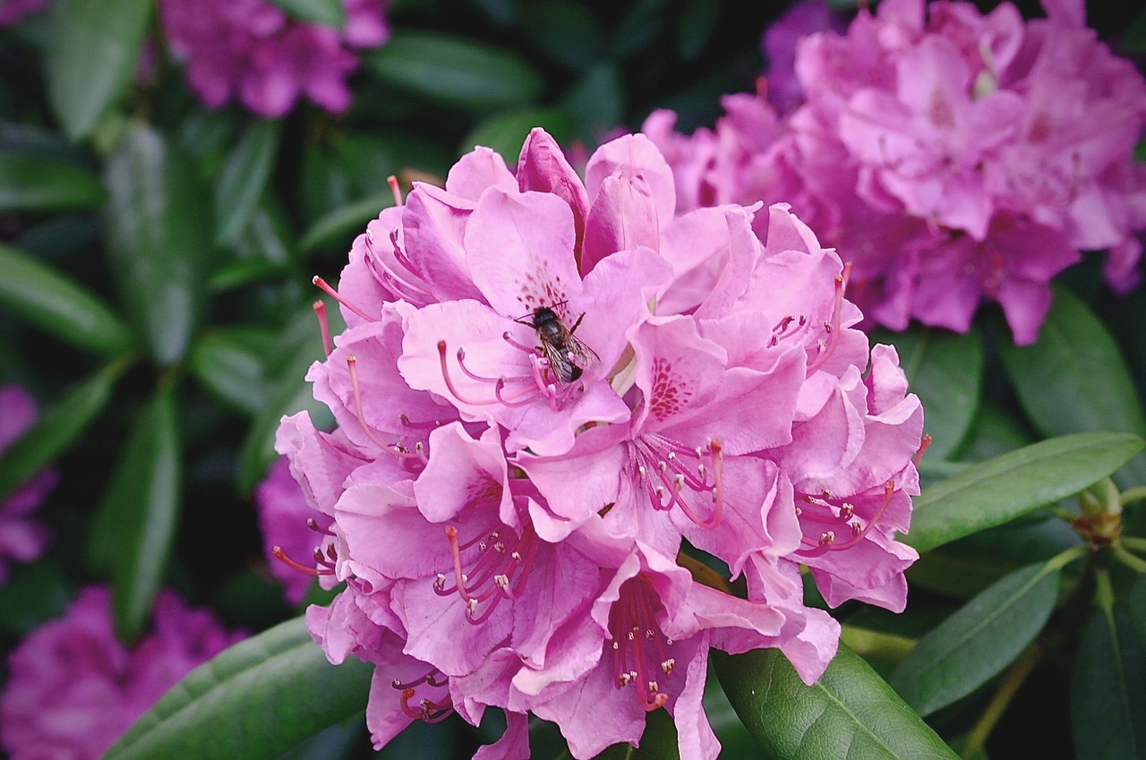 rhododendron plant flowers free photo