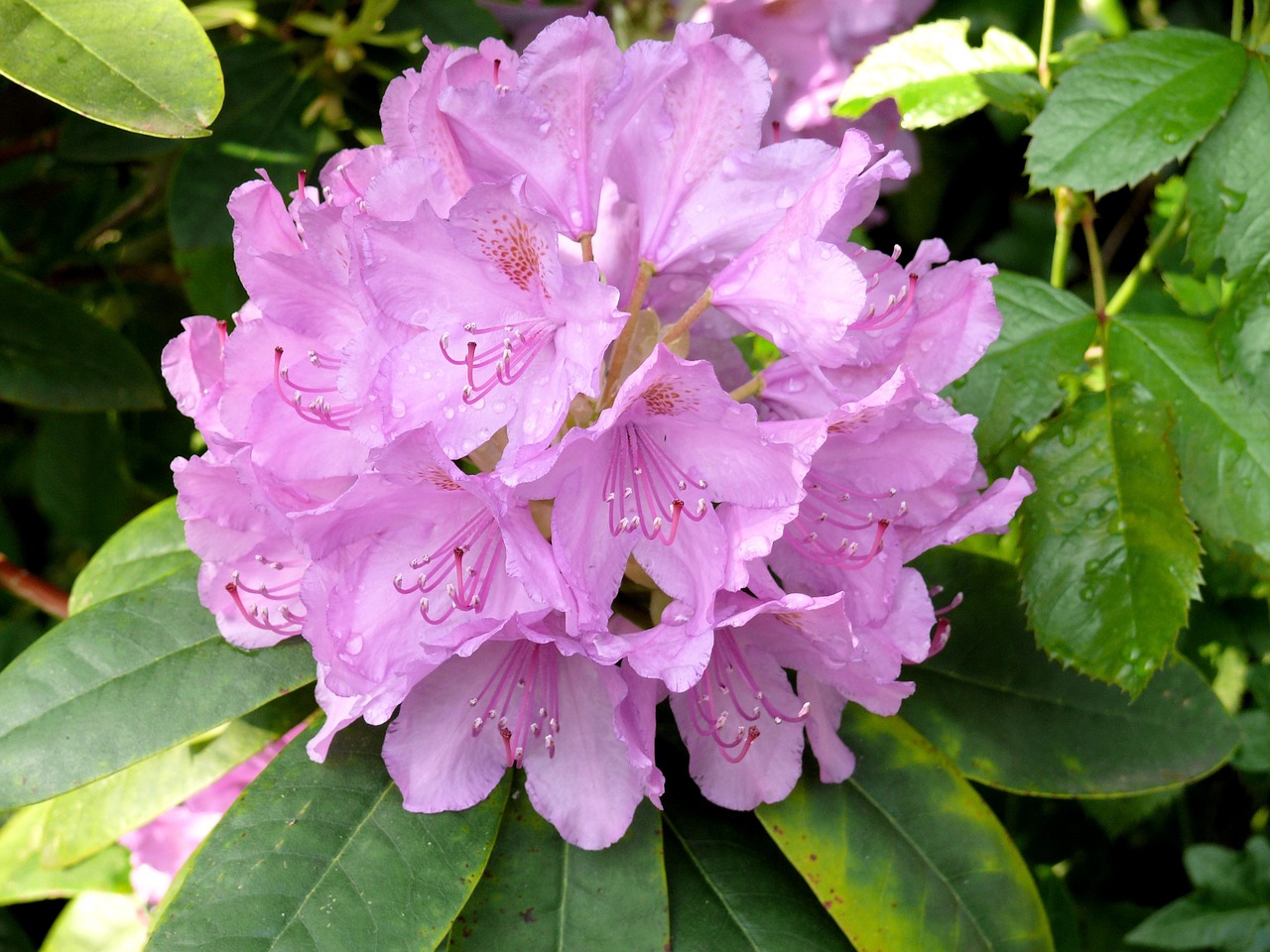 rhododendron lilac flowers free photo