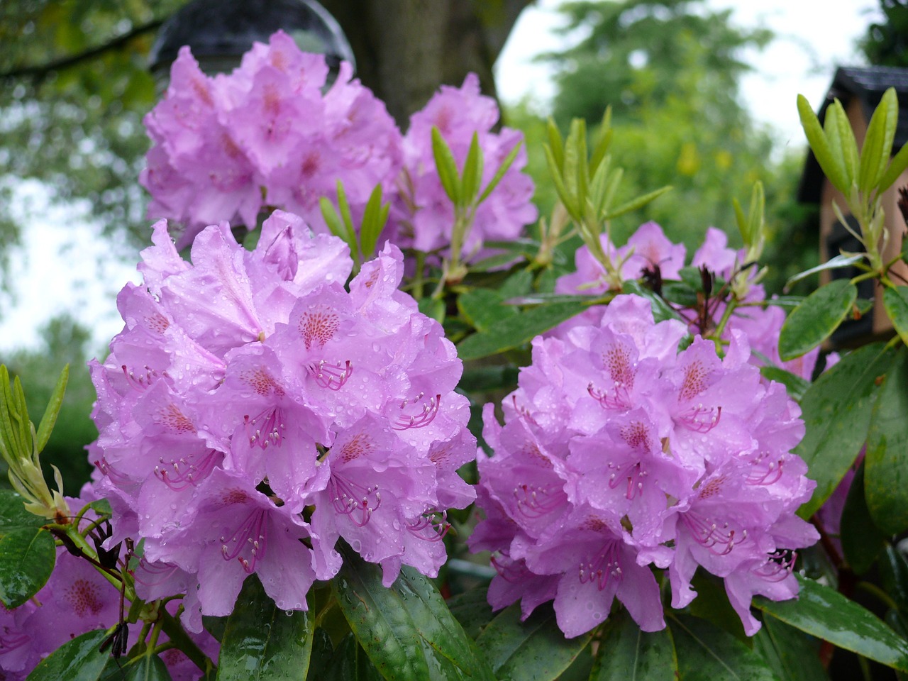 rhododendron lilac flowers free photo