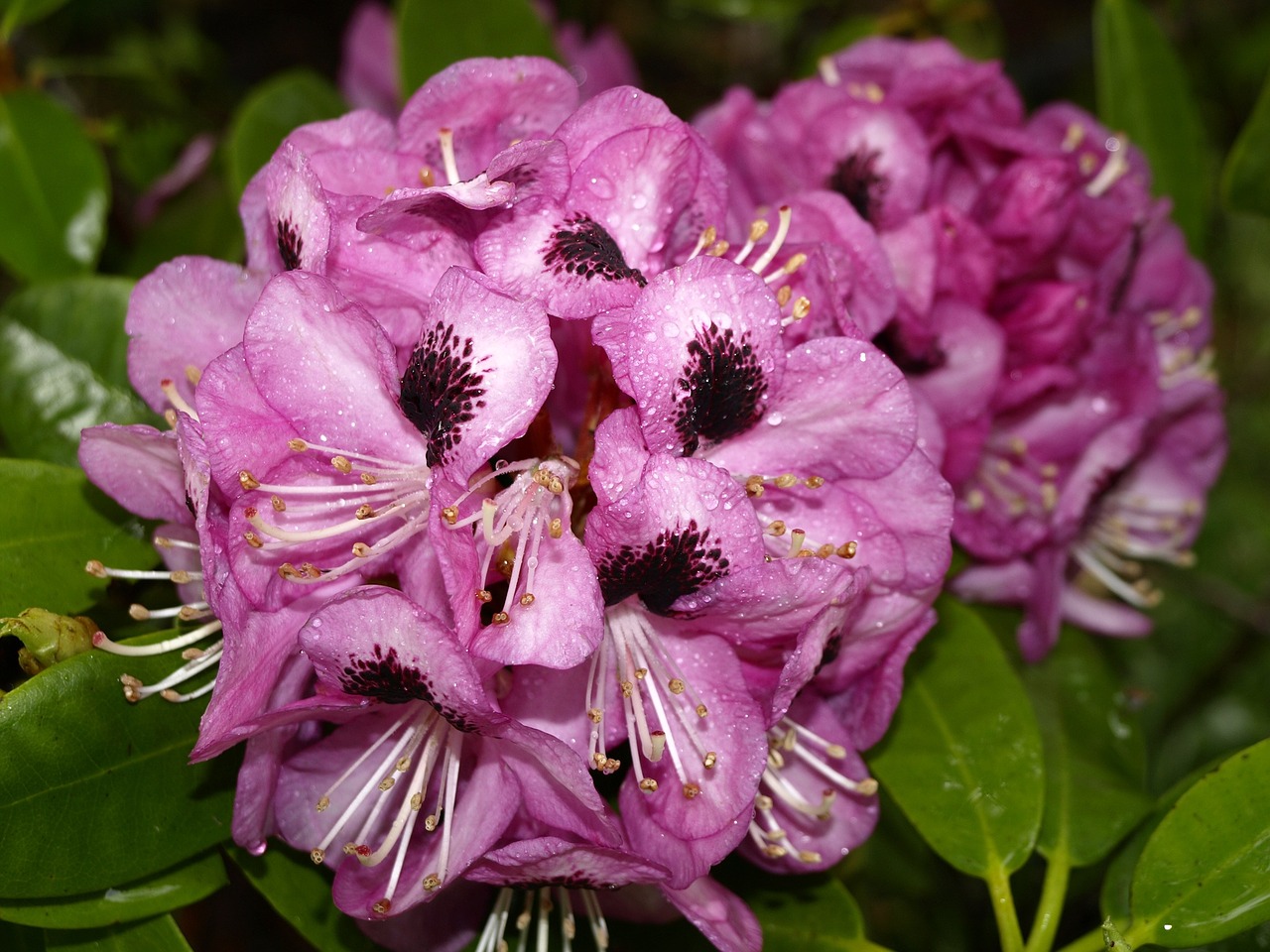 rhododendron rain drip free photo