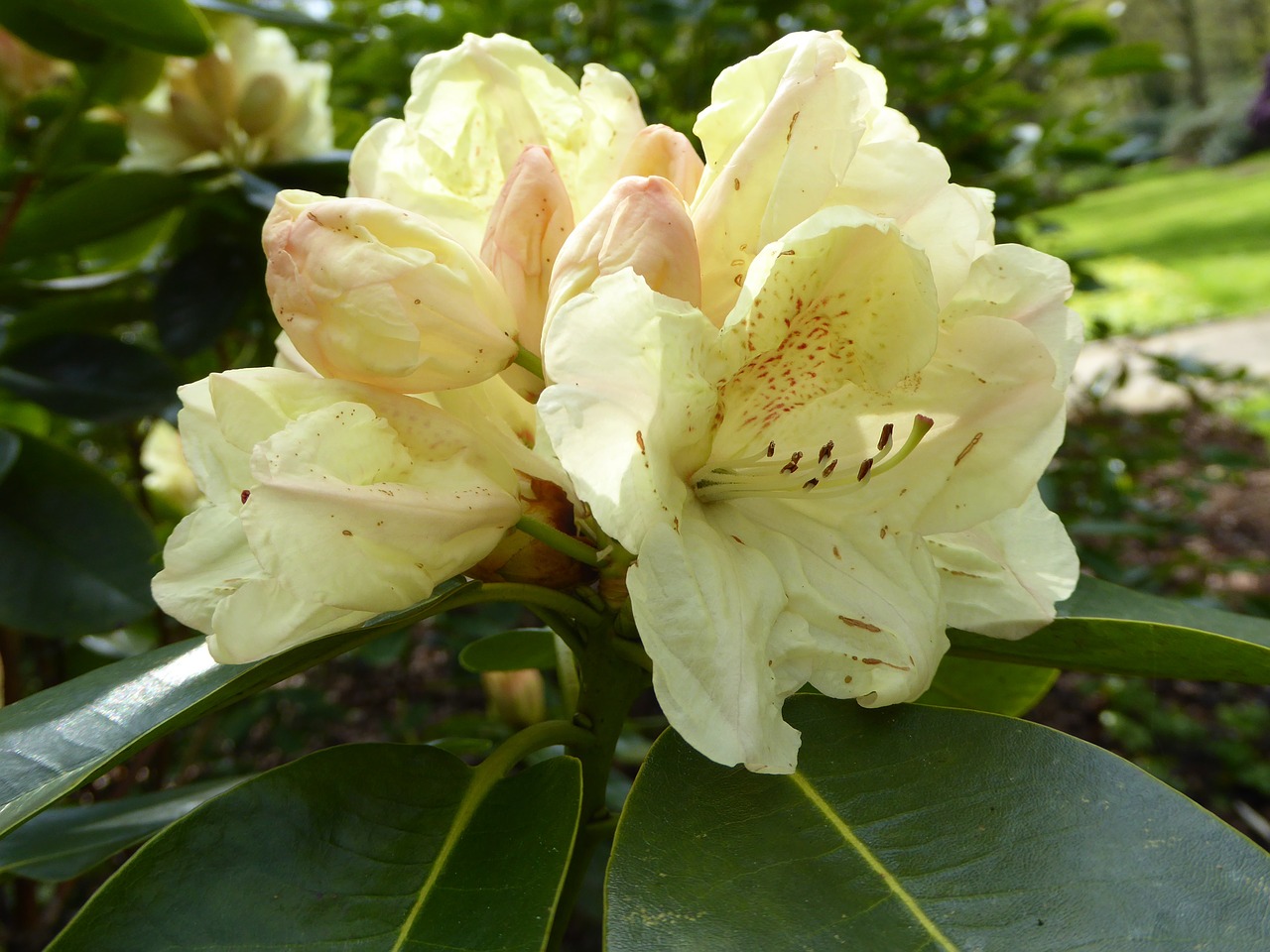 rhododendron bloomed yellow spring free photo