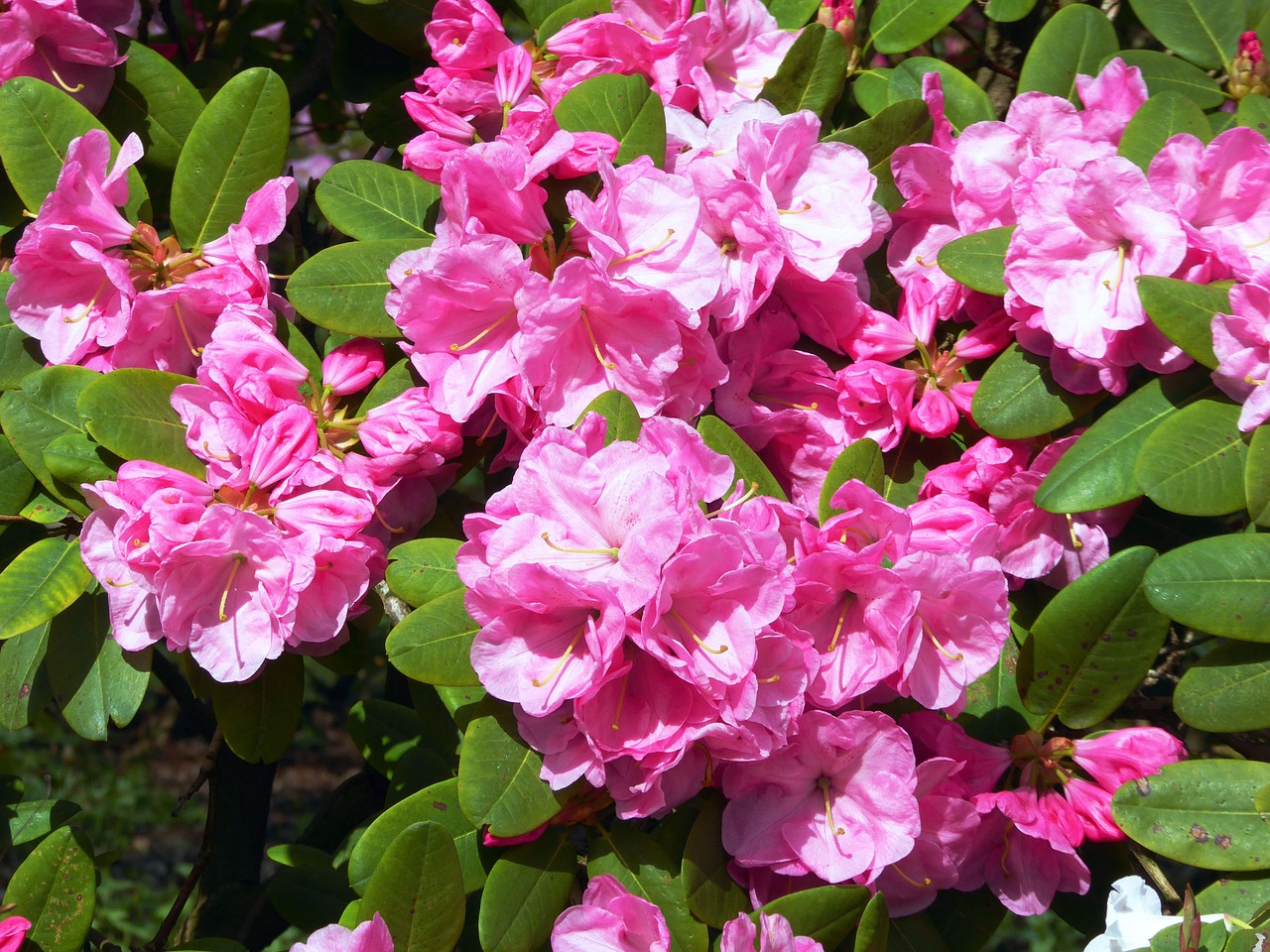 rhododendron blooming spring pink free photo