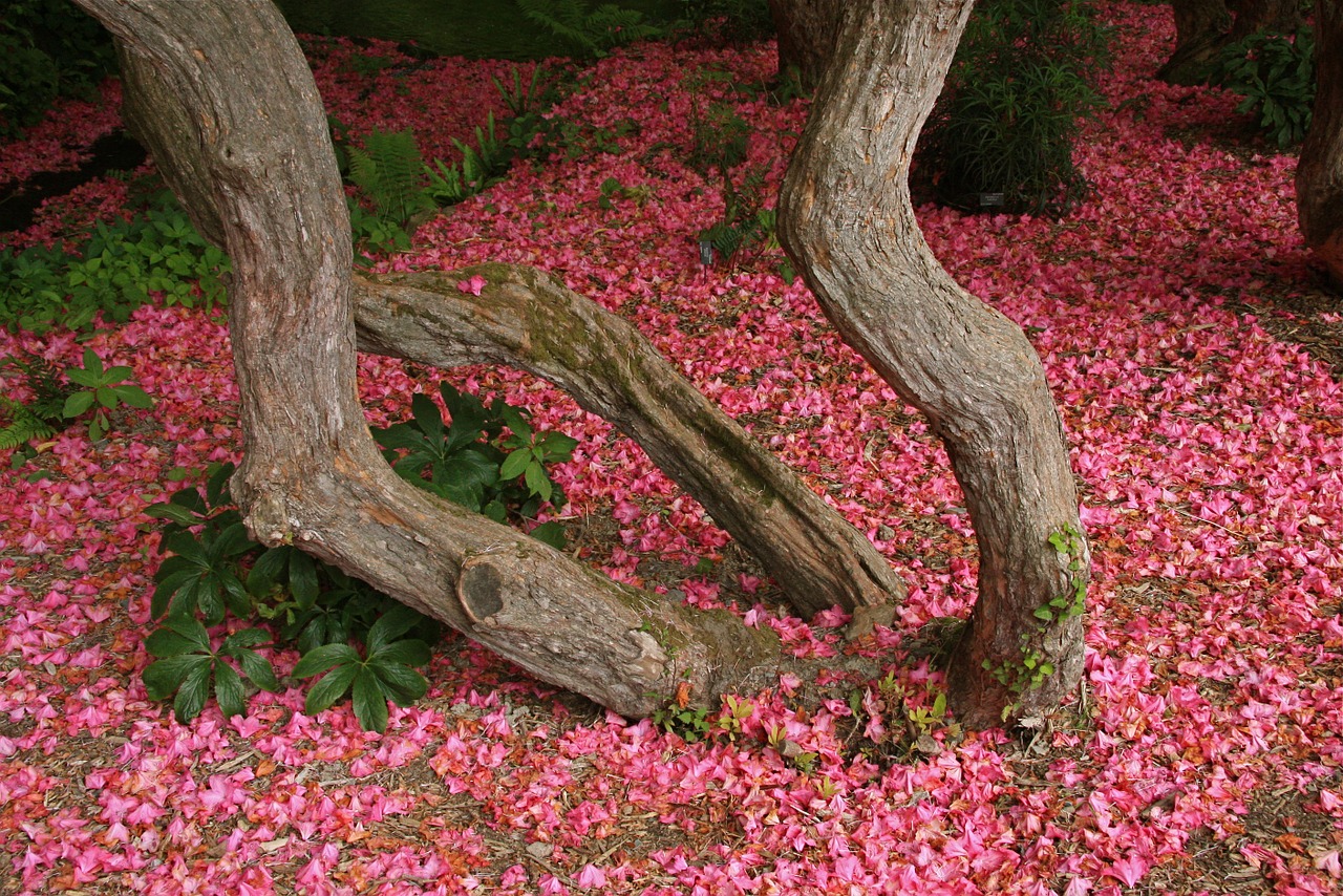 rhododendron blossom bodnant garden north wales free photo