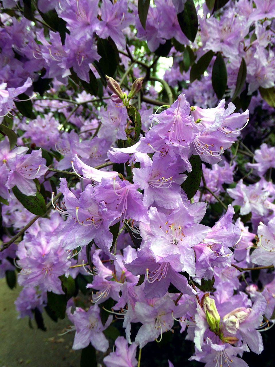 rhododendron blossoms colorful close free photo