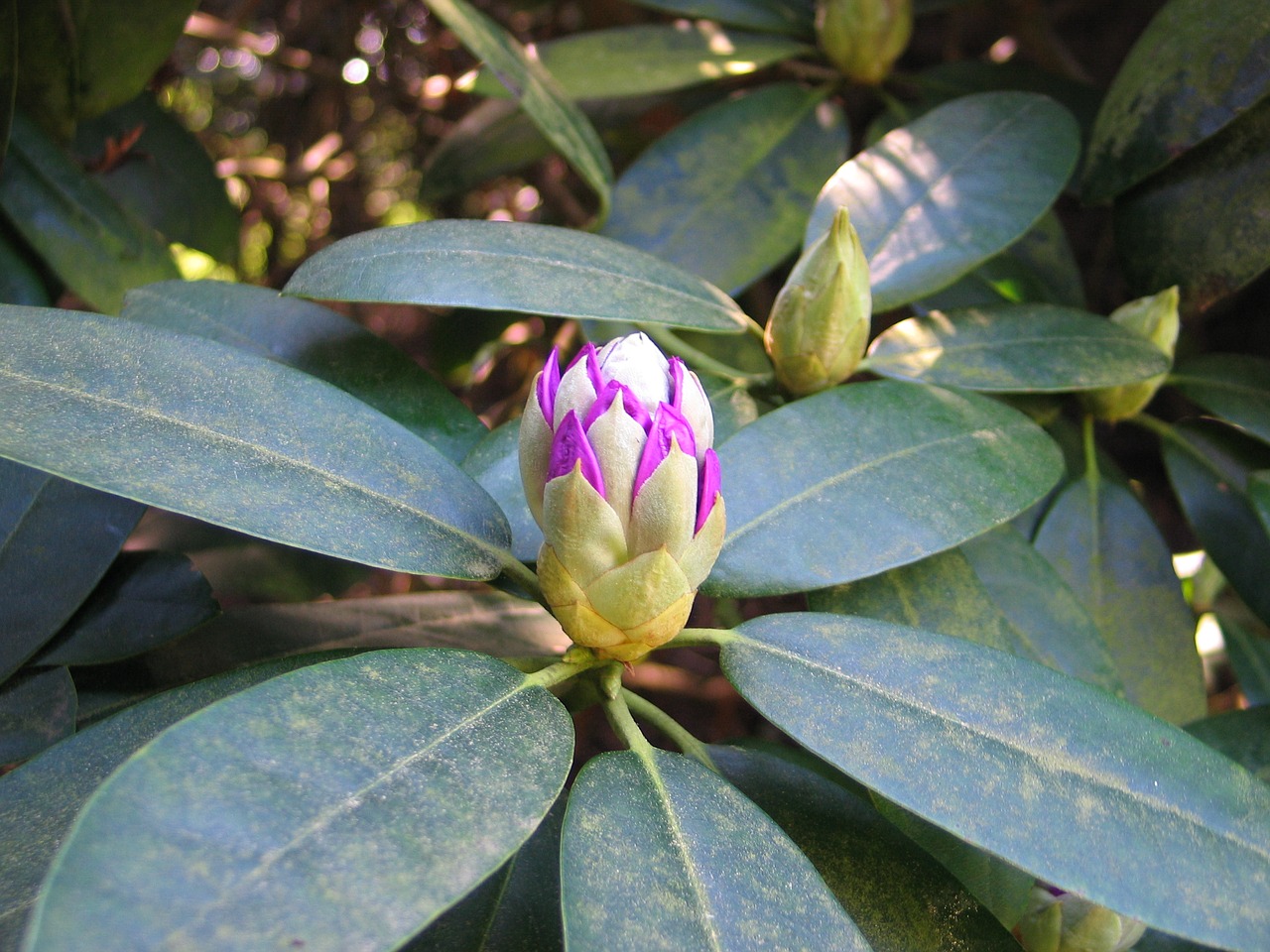 rhododendron bud shade summer garden free photo