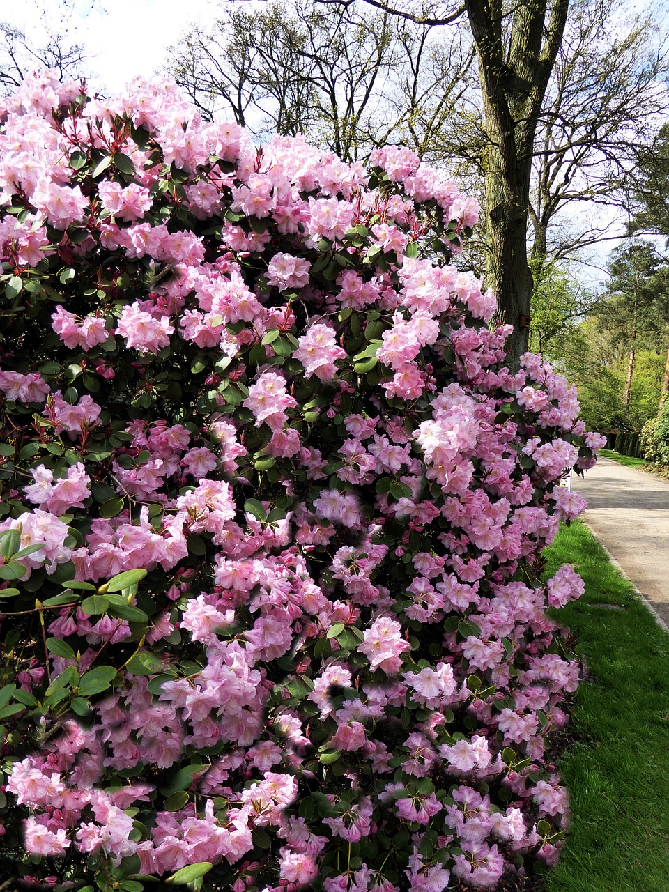 rhododendron bush pink bloom free photo