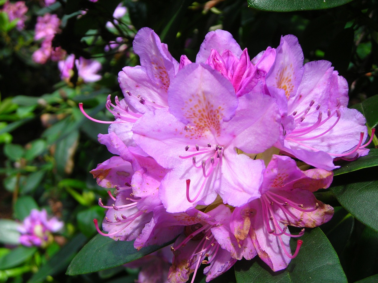 rhododendron flower june purple free photo