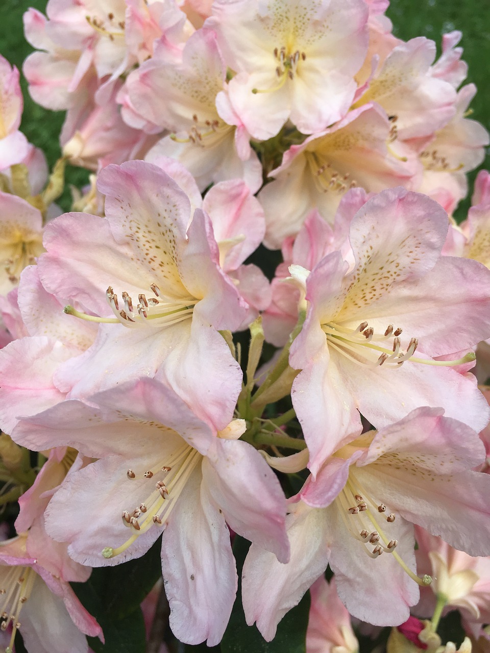 rhododendron flower pink close free photo
