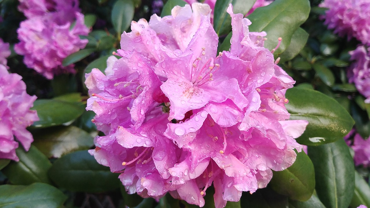 rhododendron flower  spring  purple free photo