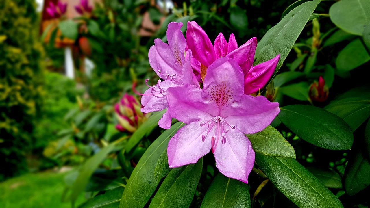 rhododendron flower  blossom  bloom free photo