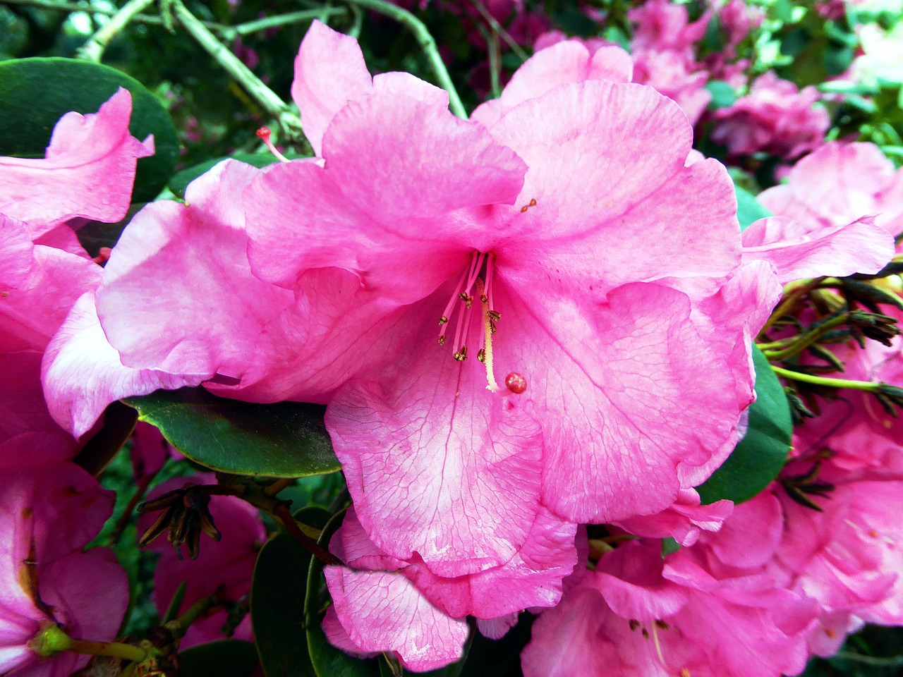 rhododendron flower pink bush free photo