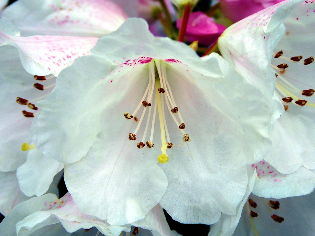 rhododendron flower public record spring free photo