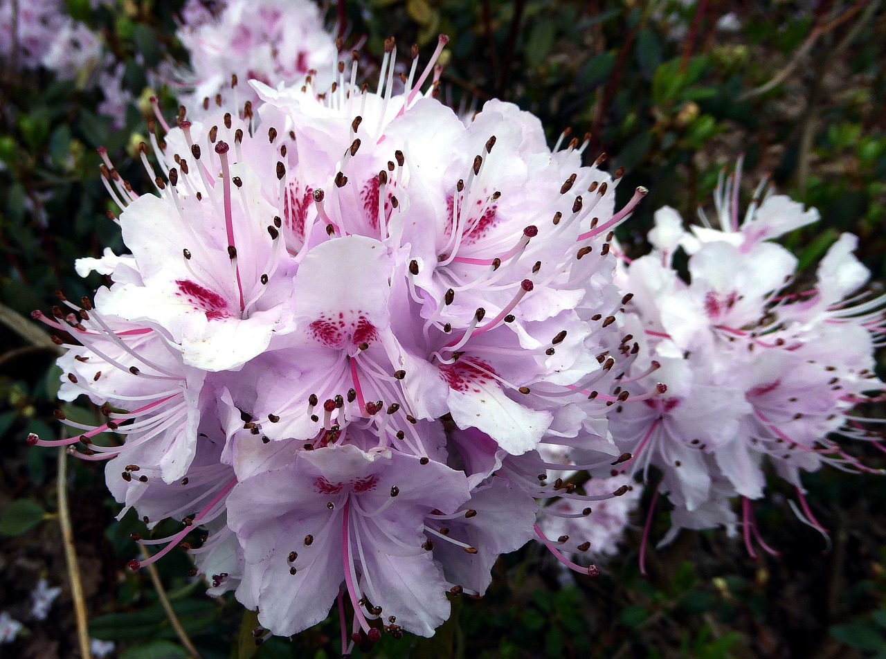 rhododendron flower spring public record free photo