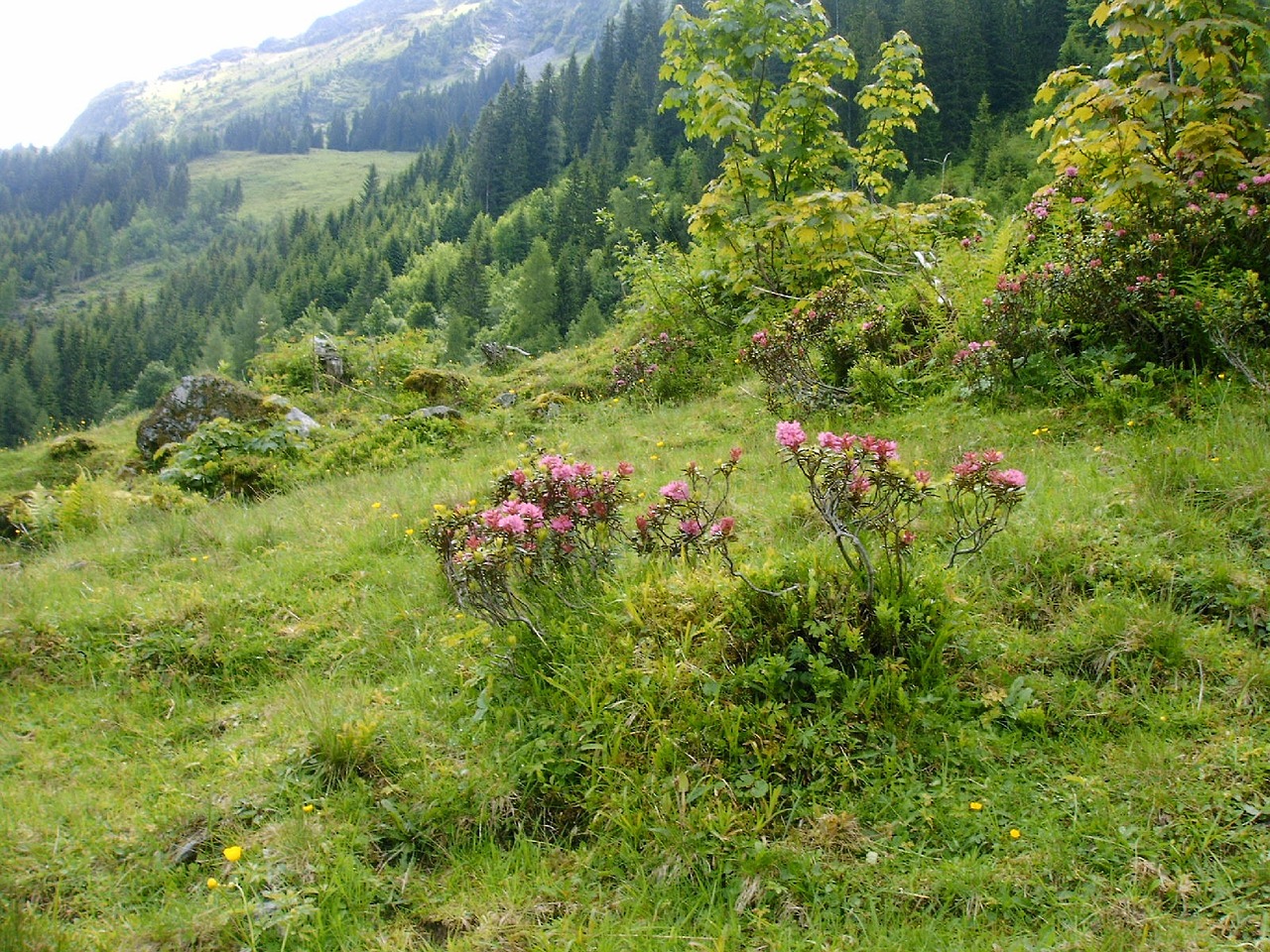 rhododendron flowers alpine walk nature reserve free photo