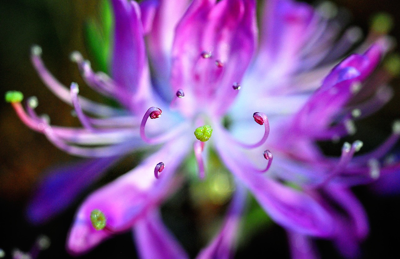 rhododendron japanese macro queen free photo