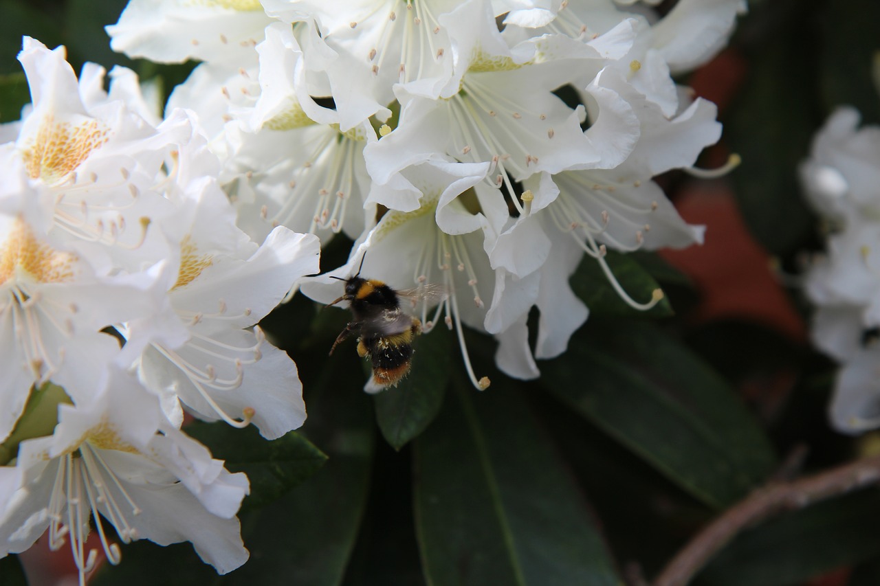 rhododendron white  bourdon  insect free photo