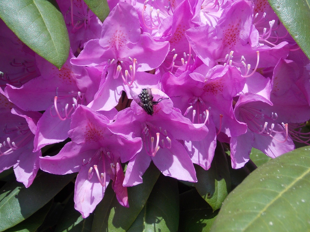 rhododendron with fly pink blossom free photo