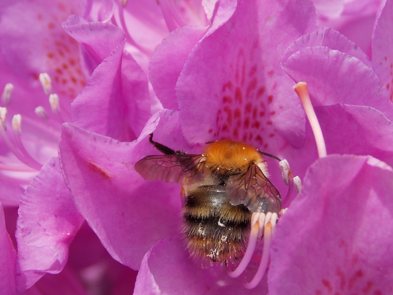 rhododendron with hummel pink blossom free photo