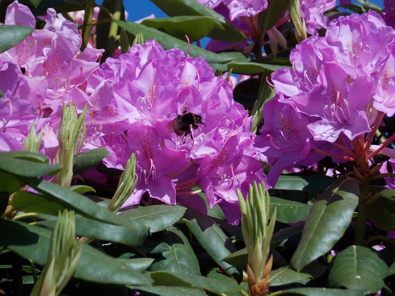 rhododendron with hummel pink blossom free photo