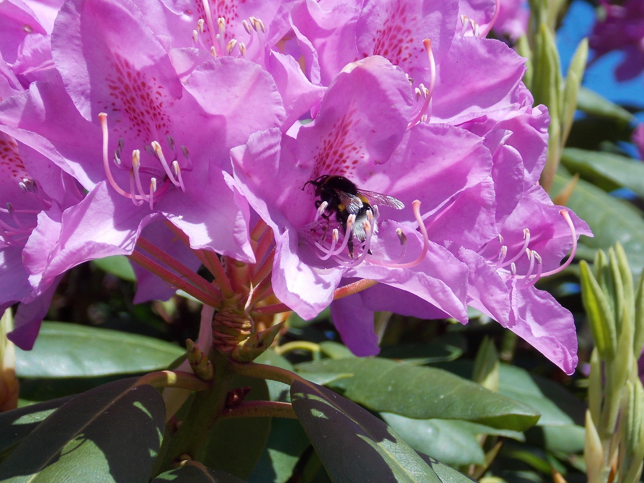 rhododendron with hummel pink blossom free photo