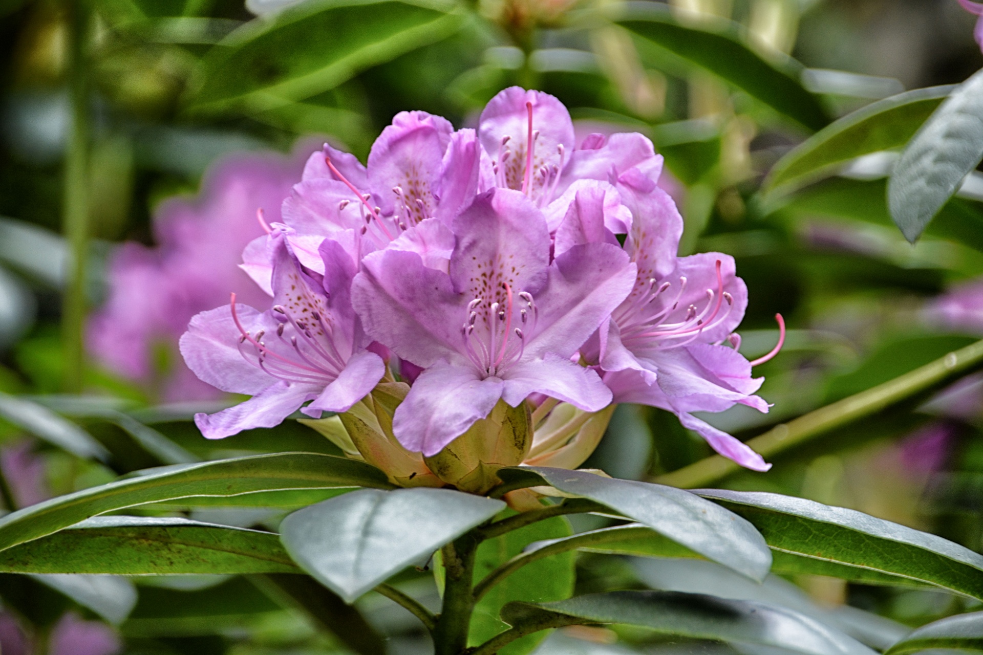 rhododendron flower flora free photo
