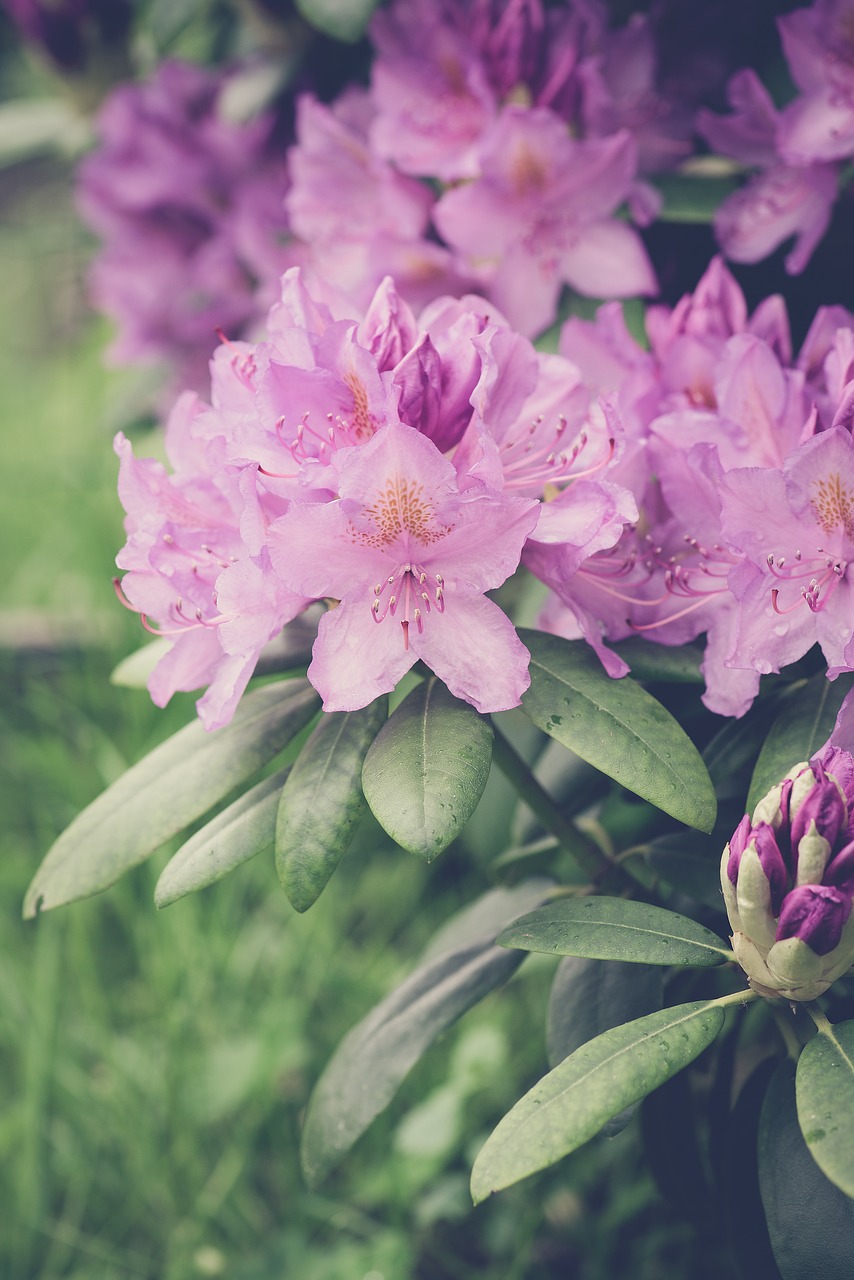 rhododendrons rhododendron pink free photo