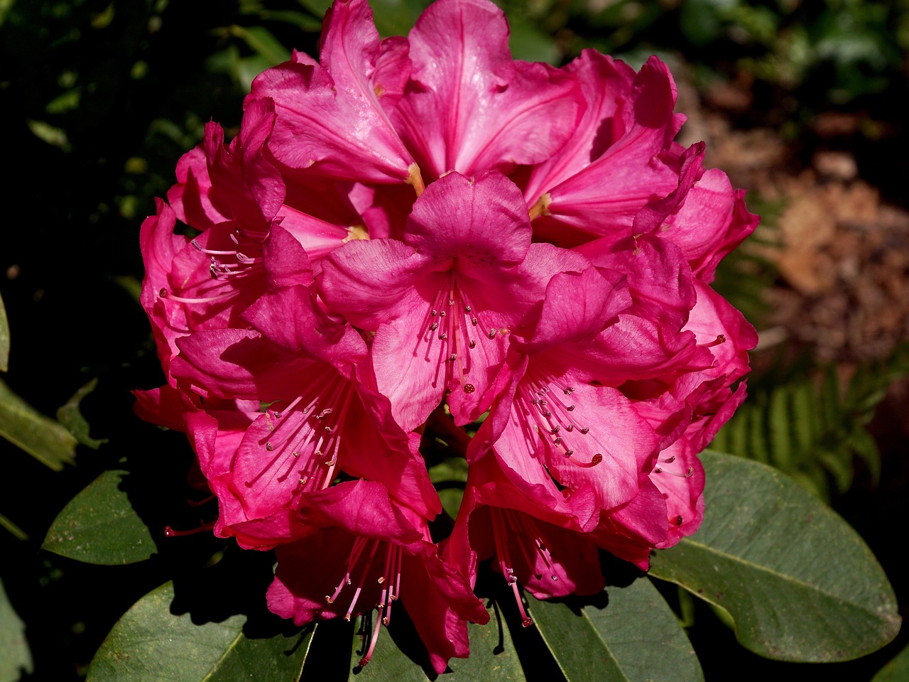 rhododendrons pink mood free photo