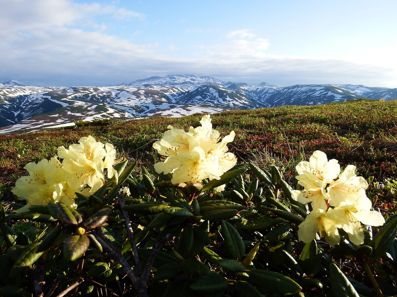 rhododendrons mountain plateau summer free photo